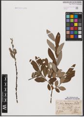 Foto von Salix aurita L. x Salix cinerea L.